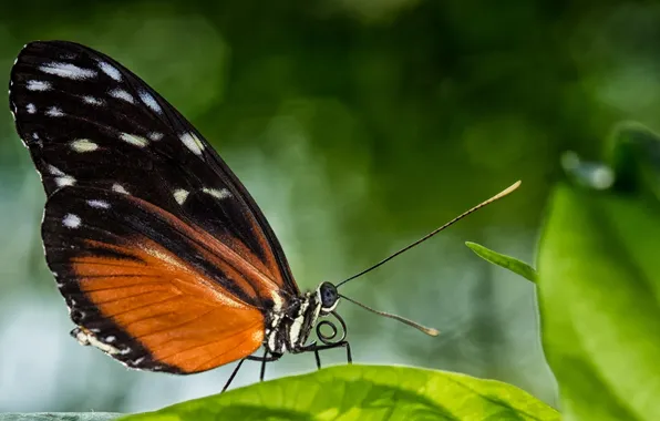 Macro, butterfly, leaf, wings, insect