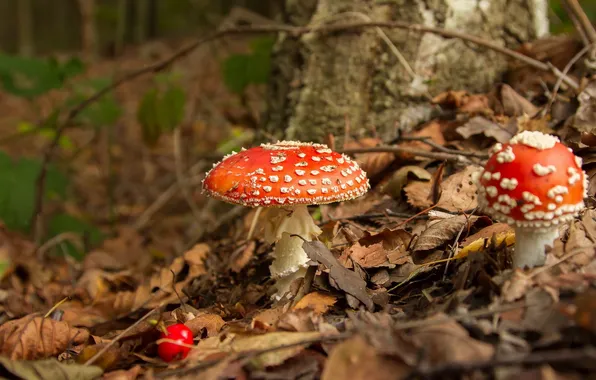 Autumn, nature, mushrooms