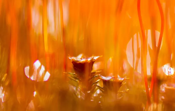 Picture grass, light, flowers, meadow, Blik