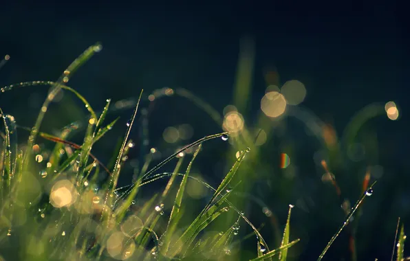Picture grass, drops, macro, bokeh