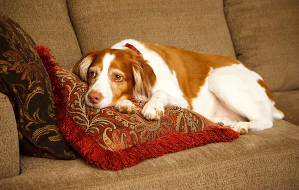 Sofa, pillow, lies, resting, Spaniel, Brittany Spaniel