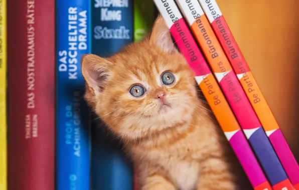 Cat, look, kitty, books, red, cute, shelf, blue eyes