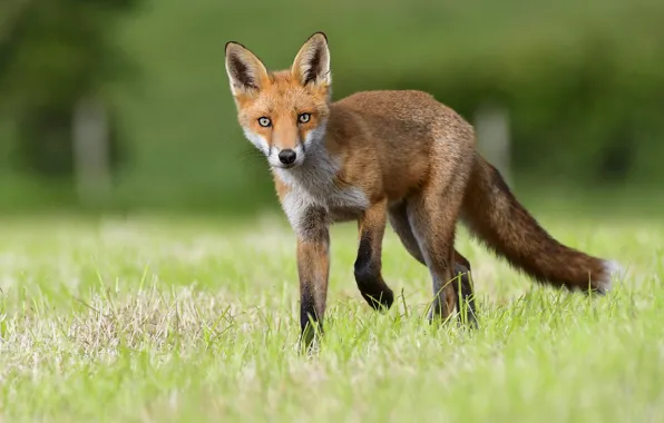 Grass, look, face, nature, glade, Fox, walk