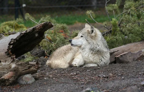 Nature, predator, animal, wolf, wildlife, portrait, portrait., Canis lupus. face