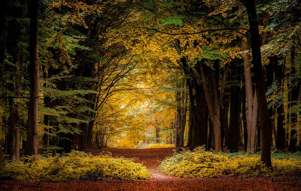 Autumn, forest, trees, branches, yellow foliage