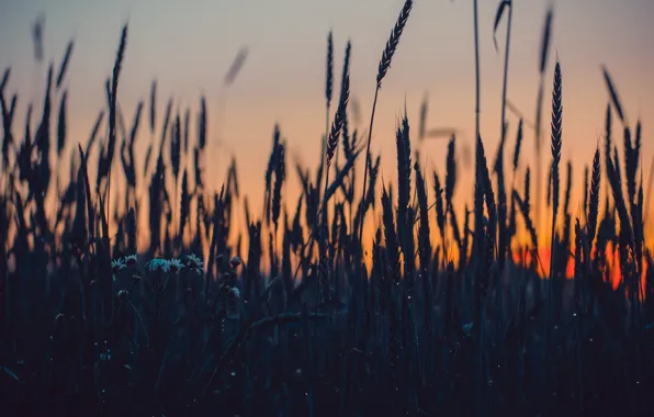 Sunset, Nature, The evening, Field, Grass, Plant, Plants, Nature