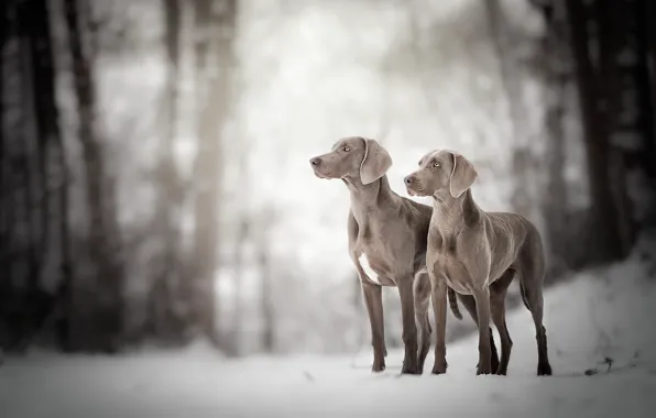 Nature, background, dog