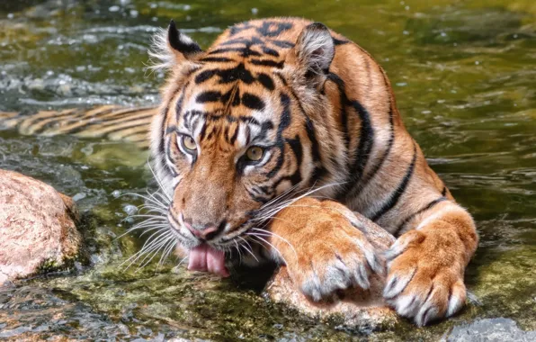 Language, face, water, tiger, paws, bathing, wild cat
