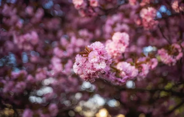 Flowers, spring, flowering, almonds, bokeh