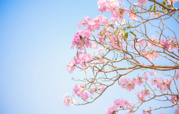 Picture flowers, branches, spring, pink, flowering, pink, blossom, flowers