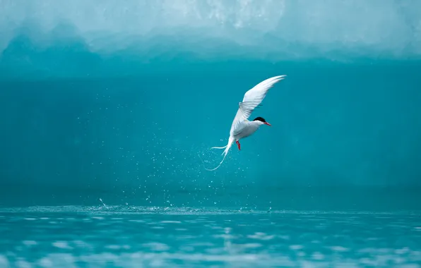 Picture water, splash, Seagull