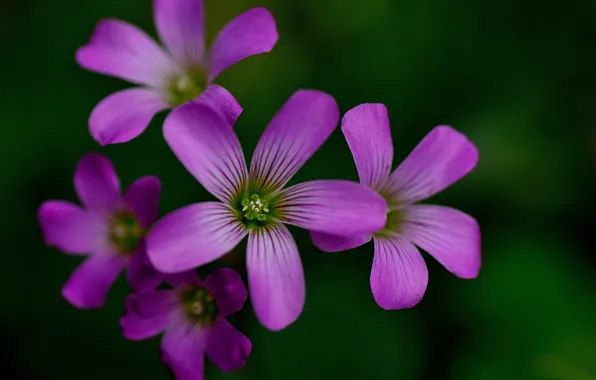 Flowers, nature, plant, petals