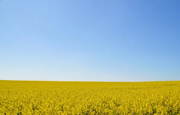 The sky, flowers, blue, horizon, infinity, field of gold