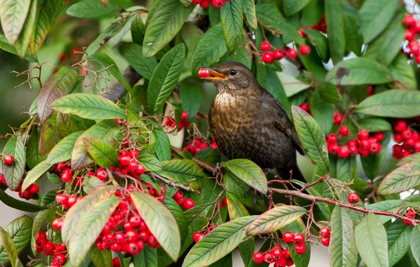 Leaves, berries, bird, branch, thrush