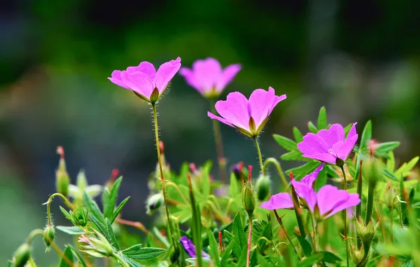 Field, nature, petals, garden, stem