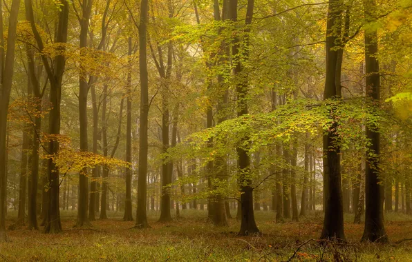 Autumn, forest, nature