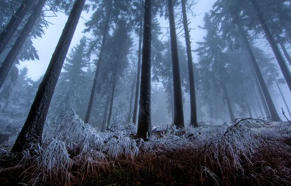Picture forest, frost, twilight