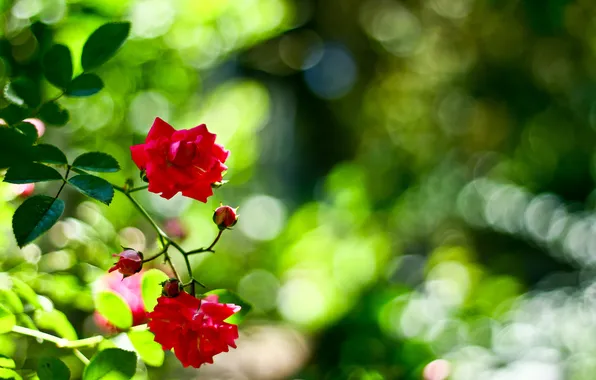 Picture glare, roses, branch, red
