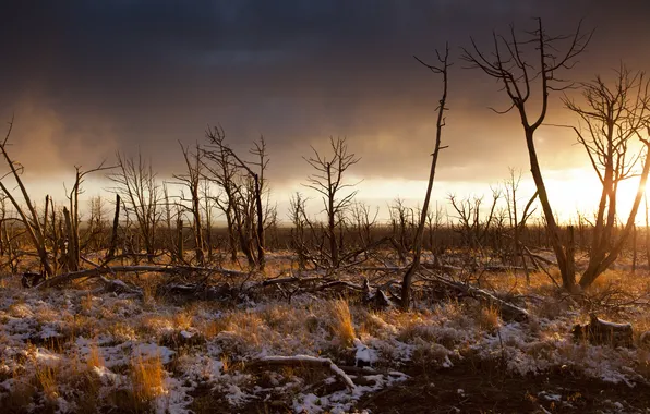 Trees, landscape, the evening