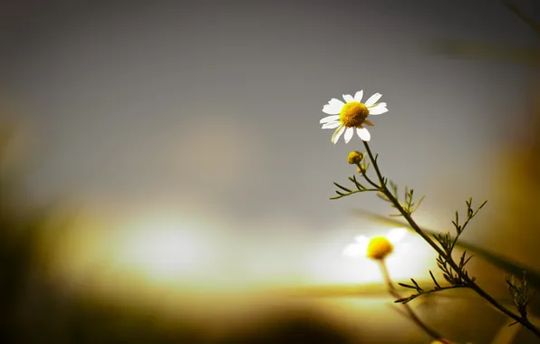 Flowers, background, widescreen, Wallpaper, chamomile, blur, wallpaper, flowers
