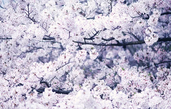 Picture tree, spring, flowering