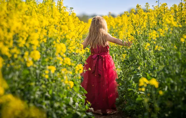 Field, summer, light, flowers, nature, mood, thickets, hair