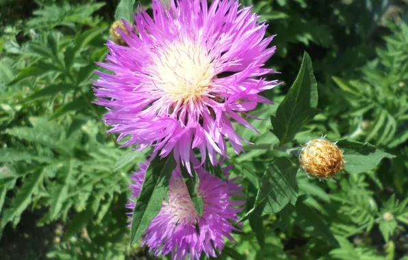 Flowers, June, summer, Amberboa