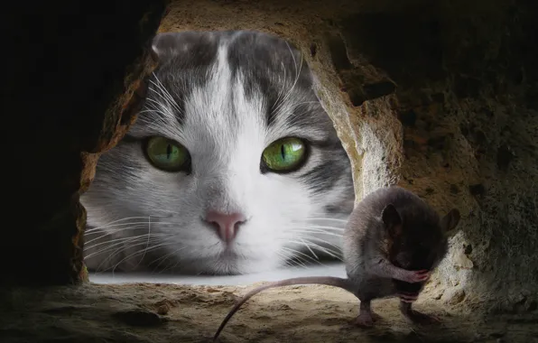 Cat, eyes, cat, look, face, pose, fear, collage