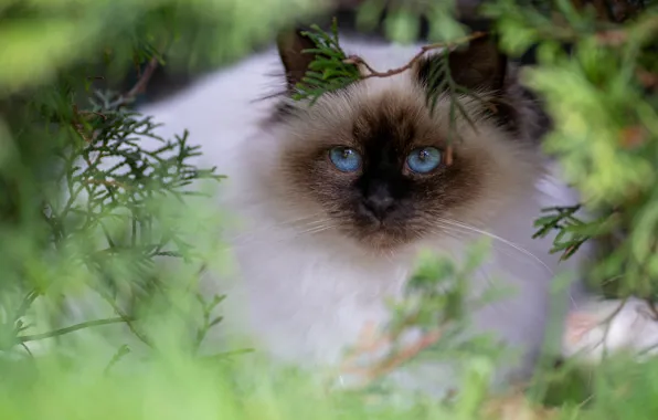 Picture cat, cat, look, branches, pose, portrait, muzzle, blue eyes