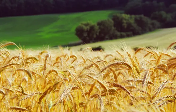 Picture wheat, field, forest, grass, yellow, meadow, ears