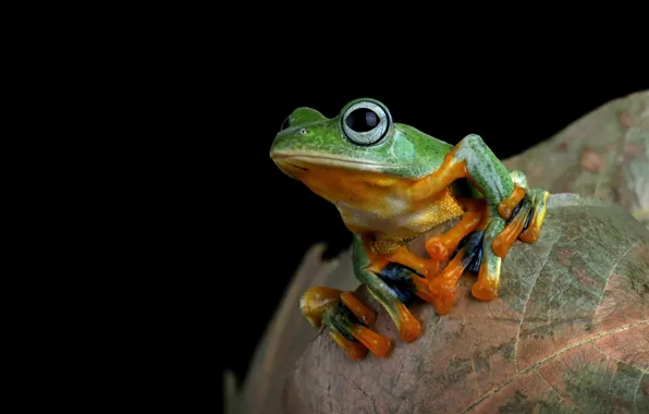 Flower, leaf, frog, black background, green