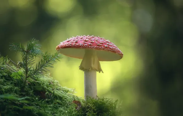 Picture mushrooms, moss, mushroom, bokeh, poisonous
