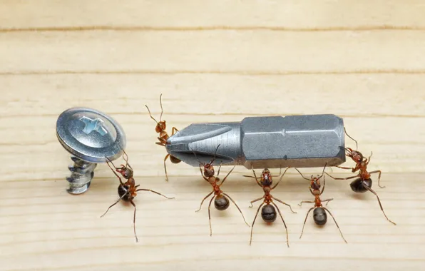 Macro, insects, the situation, ants, floor, screwdriver, screw, Wallpaper from lolita777