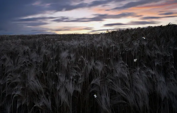 Field, the sky, landscape, night, nature, ears