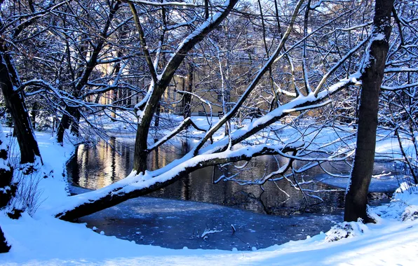 Trees, park, winter, snow, pond