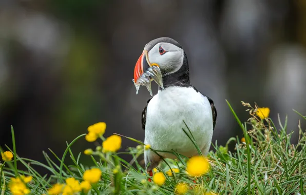 Flowers, bird, fish, stalled, mining