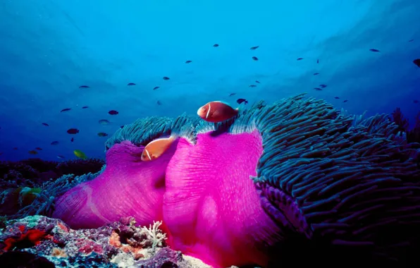 Picture sea, the ocean, fish, anemone, pink clown