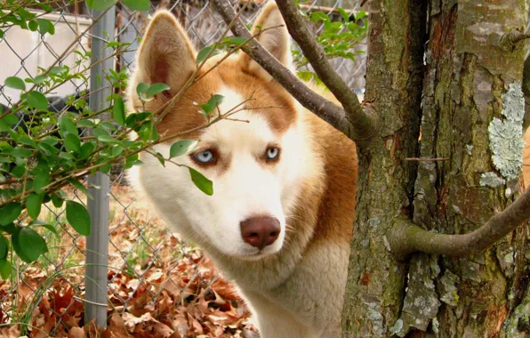 Picture leaves, Dog, red, husky