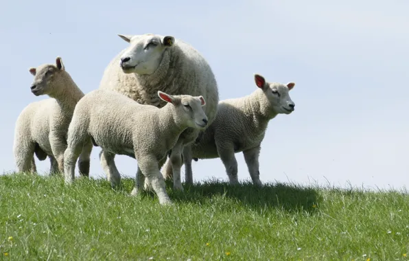 Grass, sheep, cubs