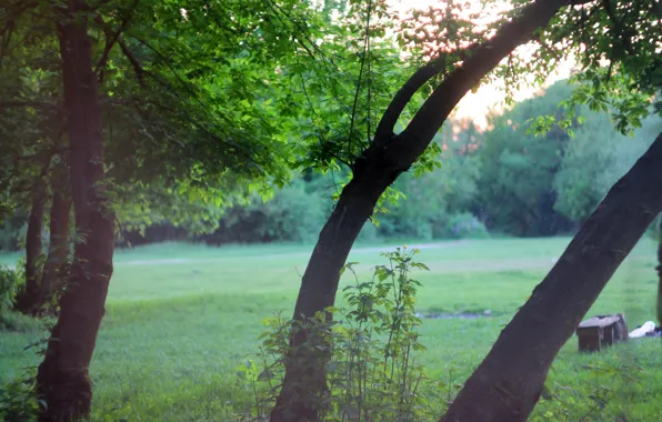 Picture greens, trees, landscape, sunset, trees, landscape, nature, sunset
