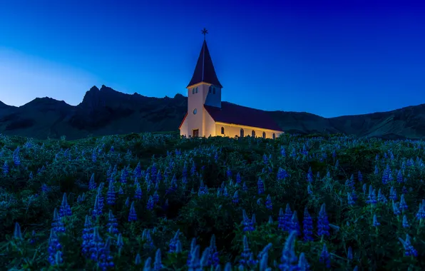 Flowers, night, blue, hills, slope, village, Church, Iceland