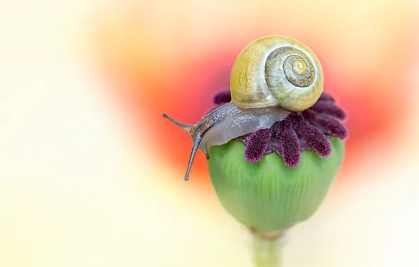 Picture macro, background, Mac, snail, seed box