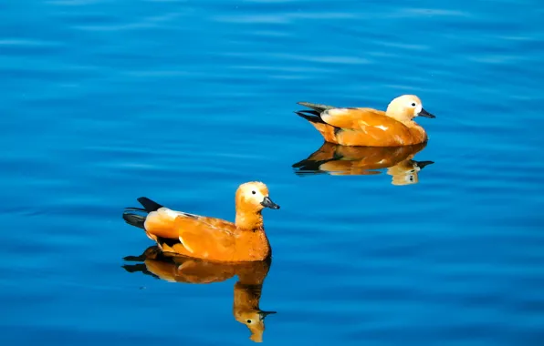 Picture lake, pond, widescreen, Wallpaper, duck, wallpaper, widescreen, background