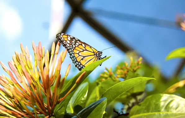 Picture flower, plant, Butterfly, insect