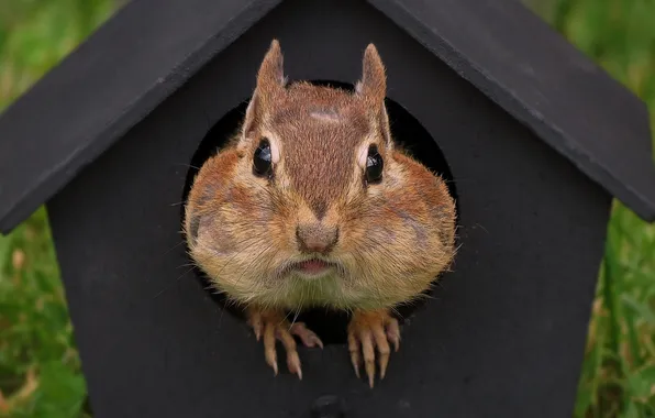 Picture house, Chipmunk, face