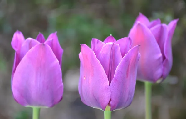 Petals, stem, tulips, flowerbed