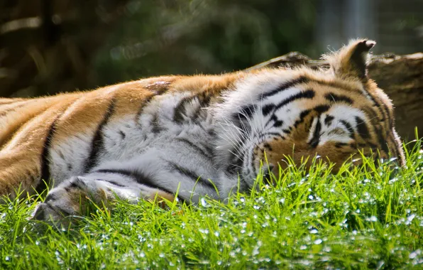 Picture grass, face, light, nature, tiger, glare, stay, sleep