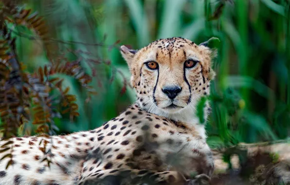 Picture greens, grass, look, face, portrait, blur, Cheetah