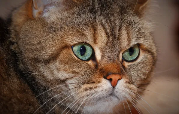 Cat, cat, look, face, close-up, grey, portrait, lies