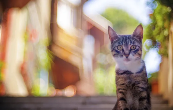 Cat, look, background